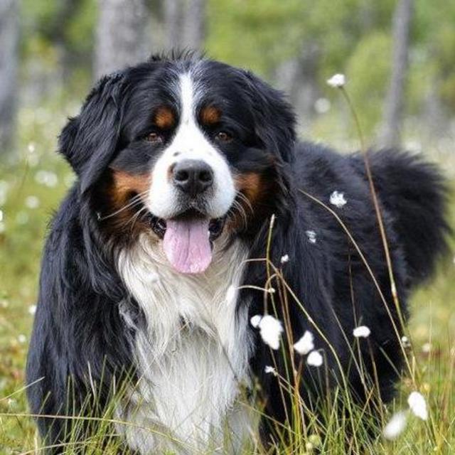 Our Bernese Mountain Dog Fund
