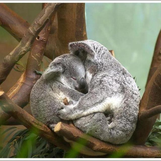 Koala and Kangaroo Sanctuary Tour!