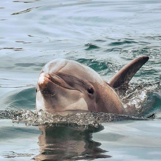 Moorea: Dolphin Eco Tour