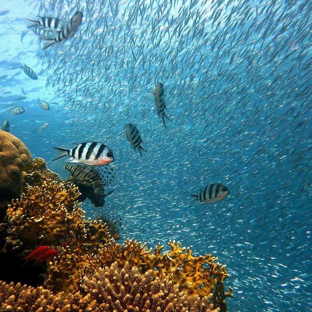 Moorea: Snorkel Safari