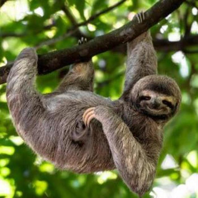 A Day in the Rainforest