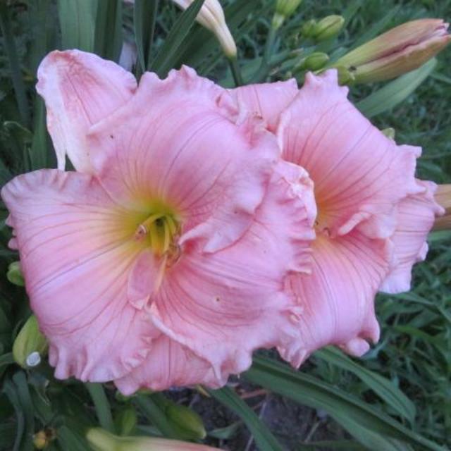 Olallie Daylily Gardens