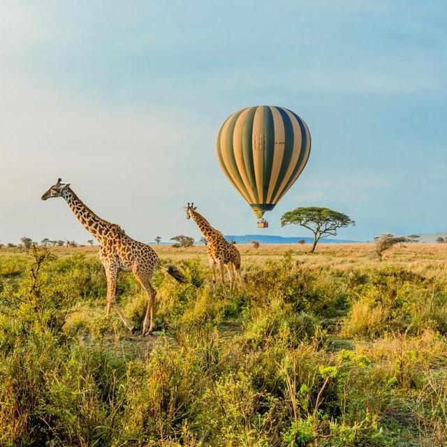 African Safari Honeymoon