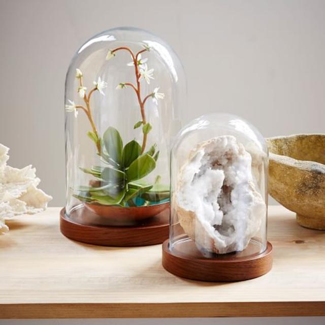 Wood + Glass Display Cloches