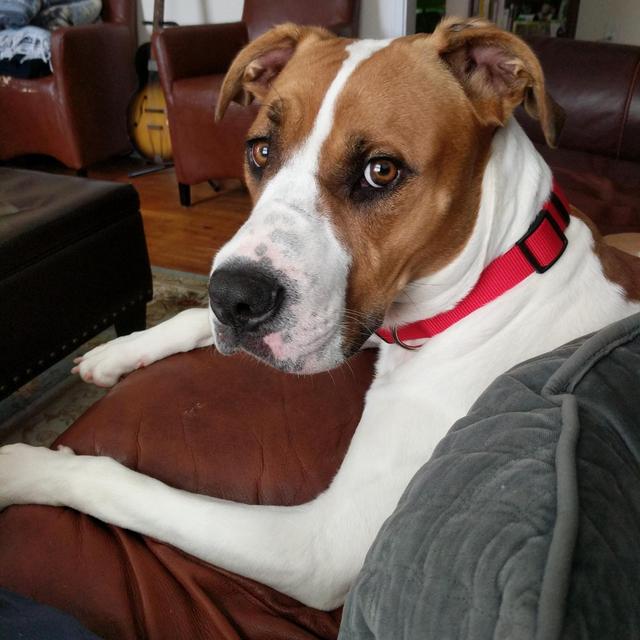 Bert dog training fund
