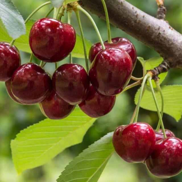 Cherry Tree
