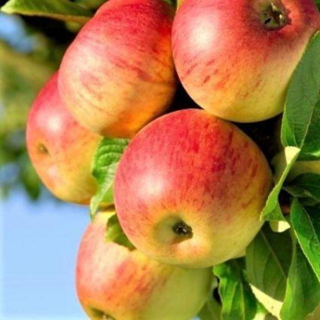 Apple Tree