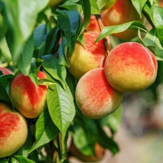 Peach Tree