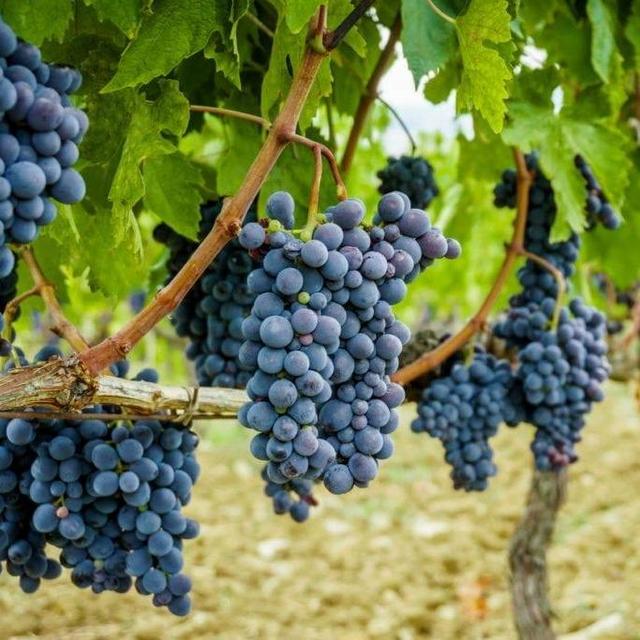 Grape Vines
