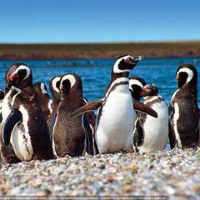 March with the Penguins