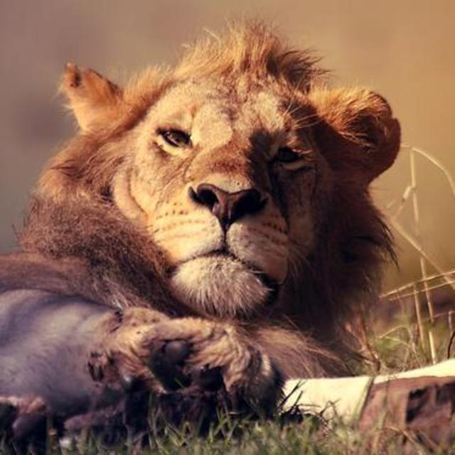 Safari at Kruger National Park and the Sabi Sand Private Game Reserve