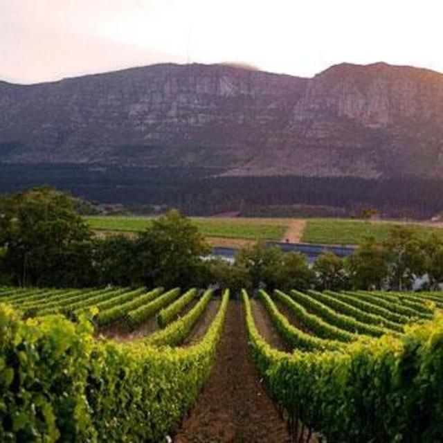 South African Wine Tastings