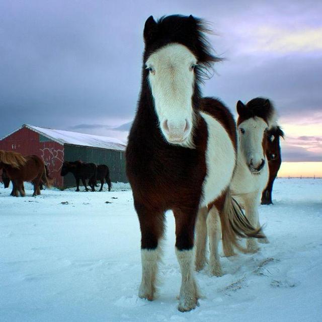 Icelandic Horse Trip