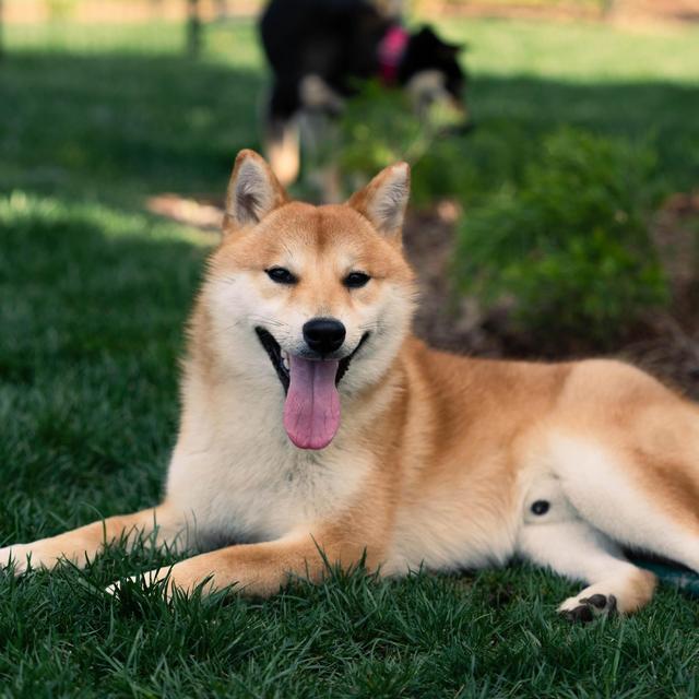 Good Boi Fund