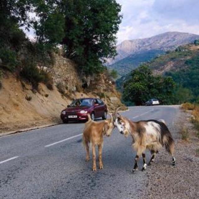 Rental Car to See Anything and Everything in Corsica