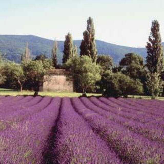 Lavander Chasing and Luberon Markets