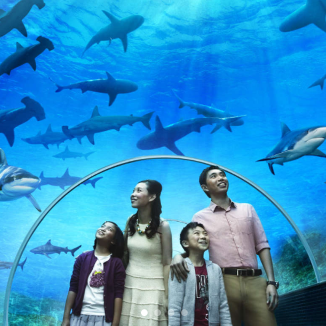 Honeymoon - S.E.A Aquarium & Skyline Luge Sentosa in Singapore
