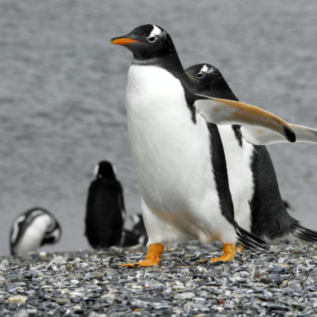 Hang out with the Penguins!