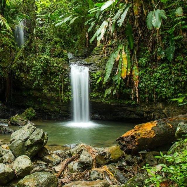 Rainforest Excursion