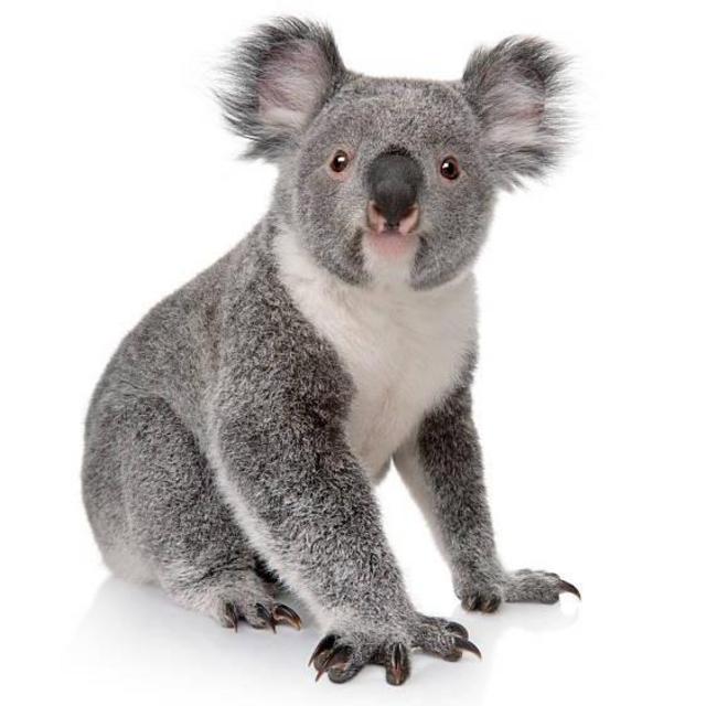 Koala Sanctuary Tour