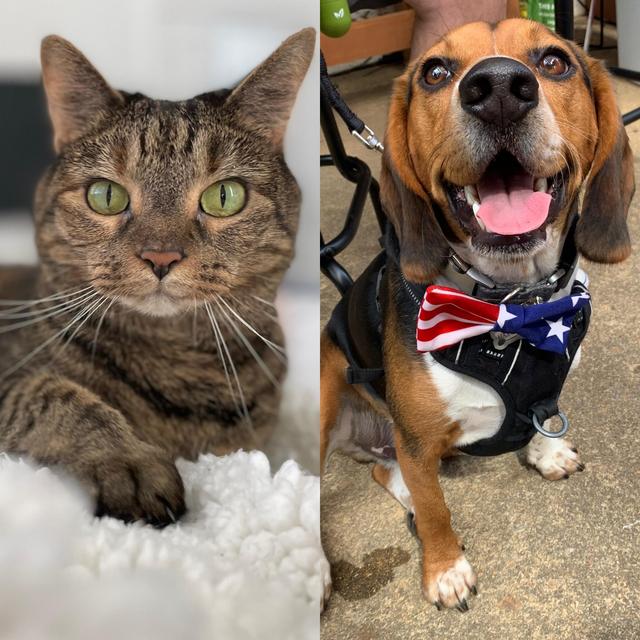 Pet Boarding Fund for the Wedding