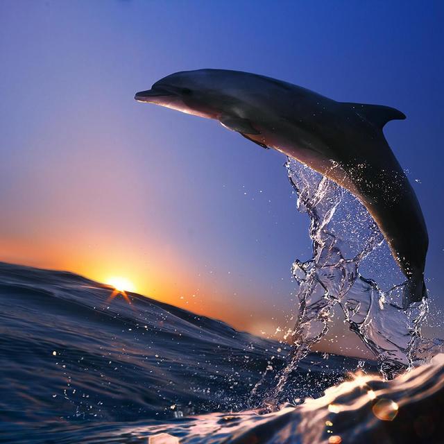 Sunset Dolphin Cruise in the Maldives