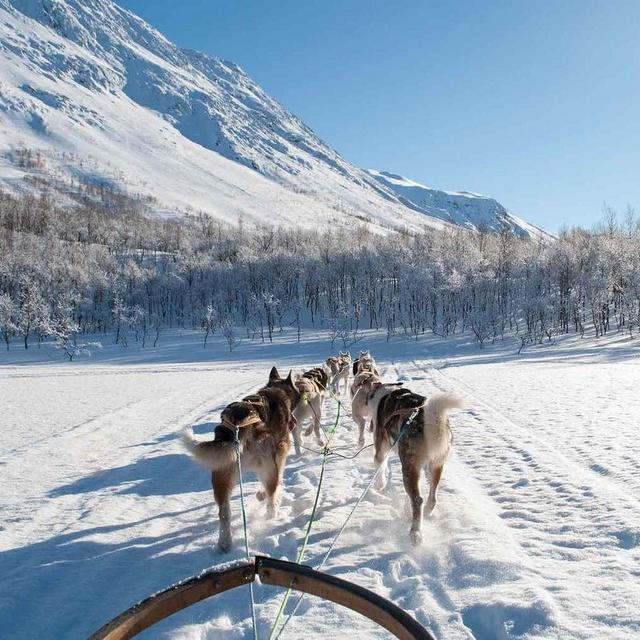 Dogsled Excursion