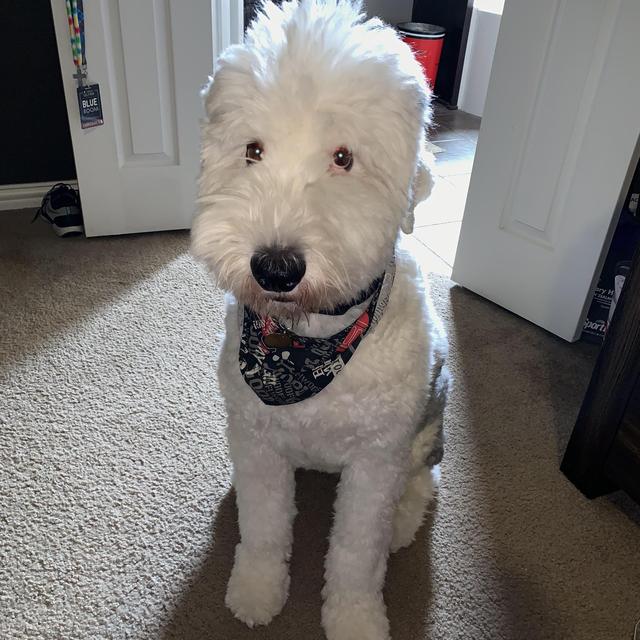 Bear's Grooming #1
