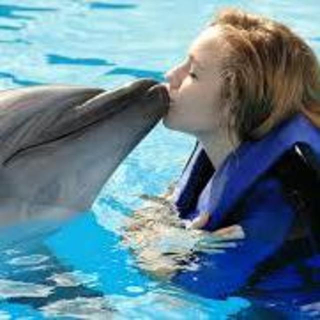 Swimming with Dolphins