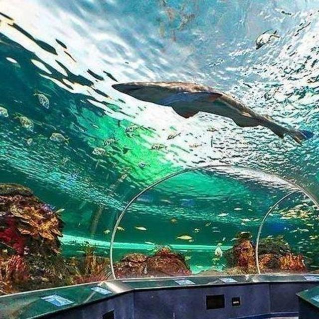 Tickets to Ripley's Aquarium of the Smokies