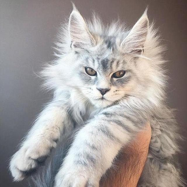 Kitten Fund