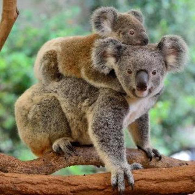 Breakfast with Koalas