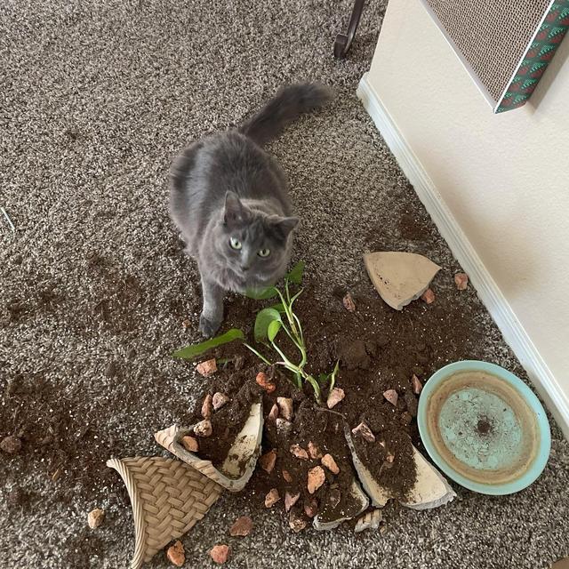 Pet Sitter for Our Honeymoon