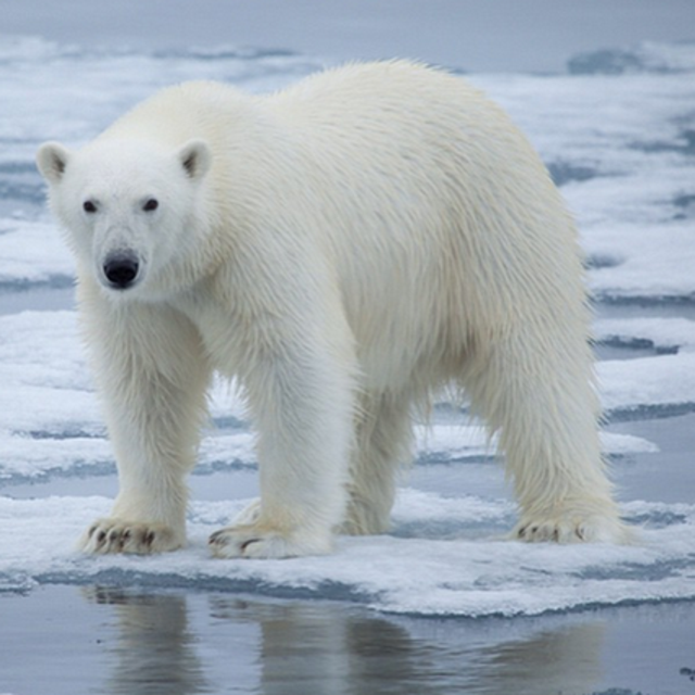 Donations to Polar Bear International