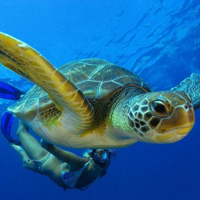 Snorkeling Adventure