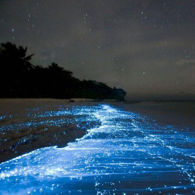 Bioluminescent Bay at Vieques Island - NIght 5