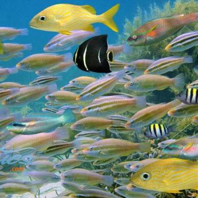 Vieques Island - Night 6