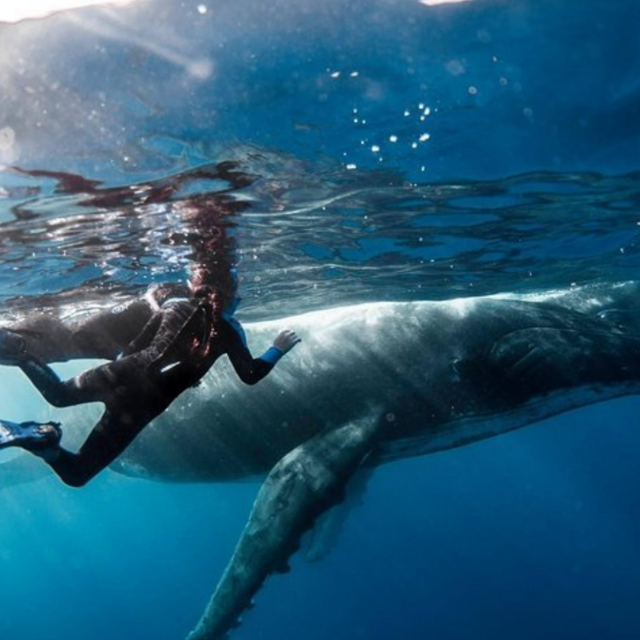 Humpback Whale & Shark Snorkel Trip