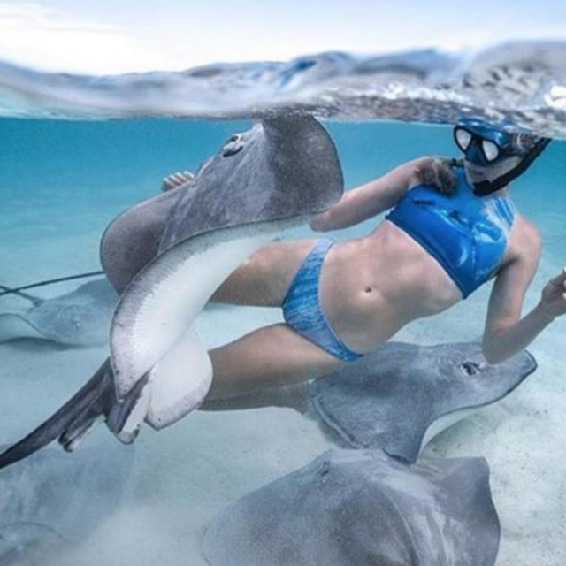 Shark and Ray Snorkel Excursion