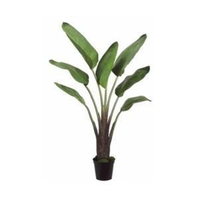Indoor Banana Leaf Plant