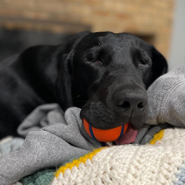 Gracie's Balls and Treats