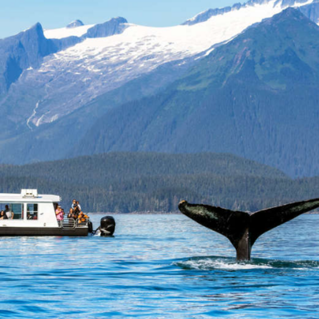 Whale Watching Experience For Two