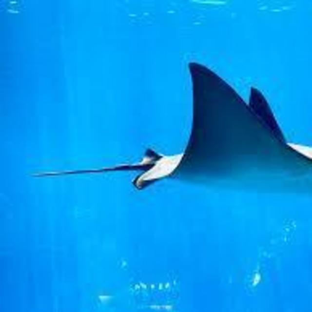 Swimming with Manta Rays