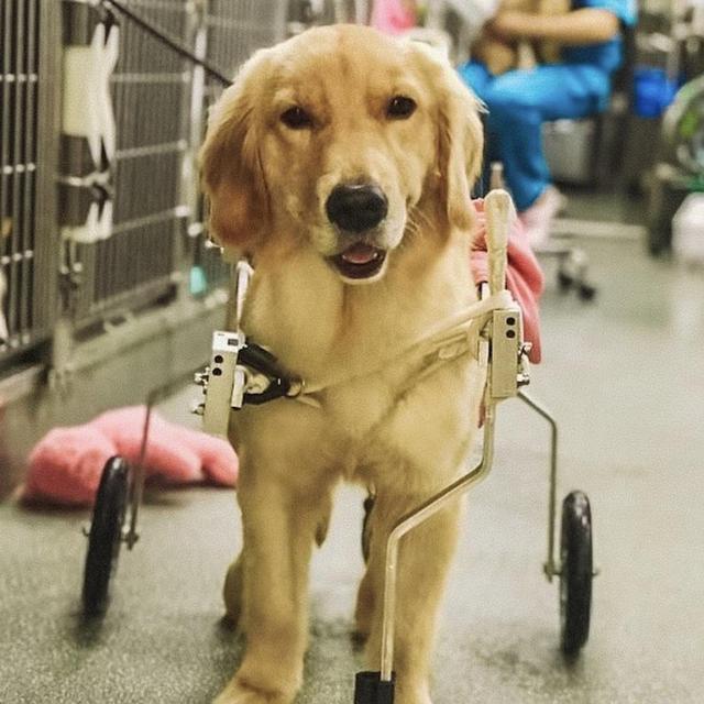 Donate to BunnysBuddies, A Golden Retriever Rescue 501c3