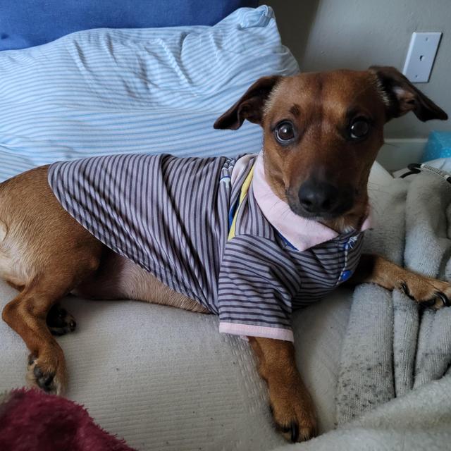 Our Pet Fund