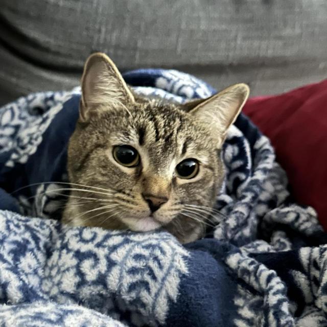 Cat sitter during the honeymoon