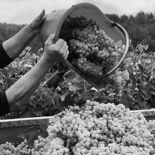 Wine Tasting & Tour