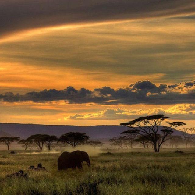 Safaris in Africa!