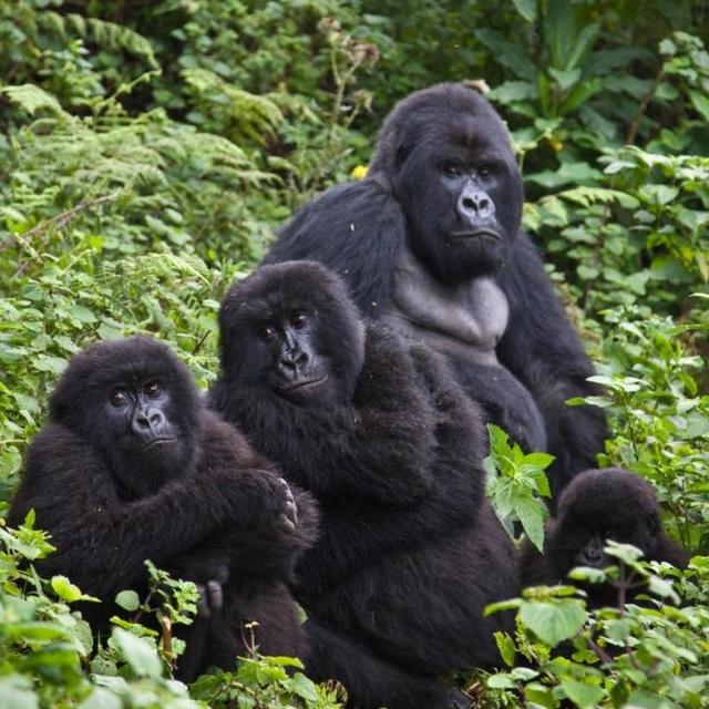 Gorilla Trekking