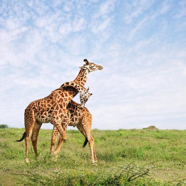Traveling the Serengeti